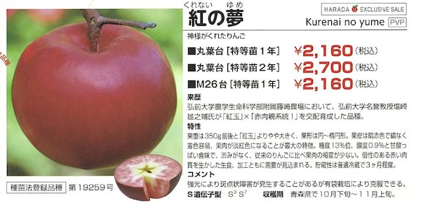 紅の夢
