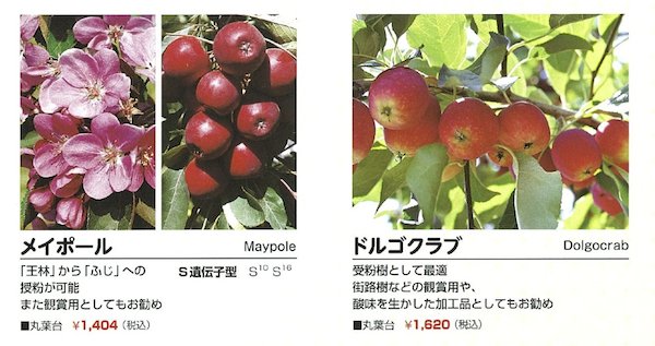 ドルゴクラブ
