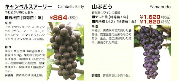 ヤマブドウ