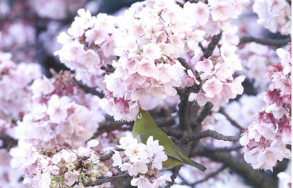 植原さん