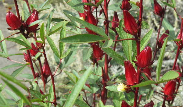 花