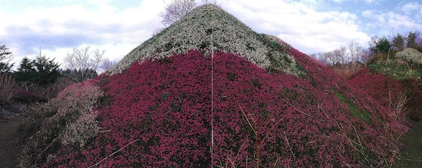 夢の庭づくり4
