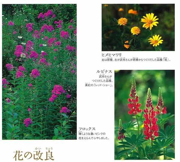 夢の庭づくり6