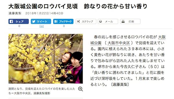 ロウバイ開花