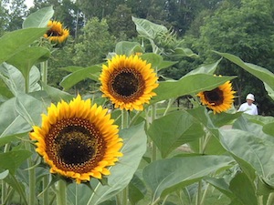 太陽