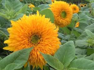 ダブルシャイン