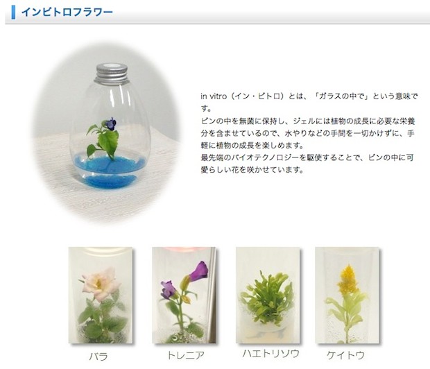 インビトロフラワー