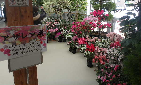 アザレア展