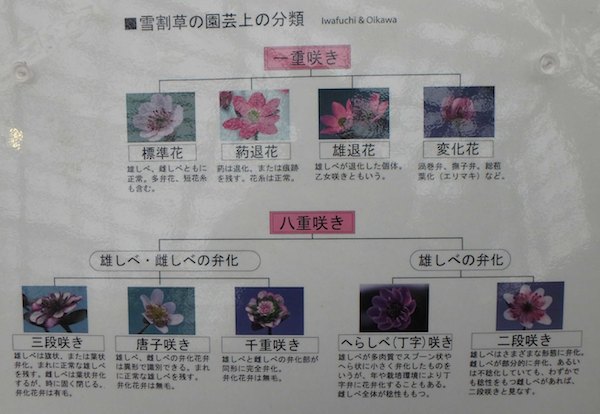 花型