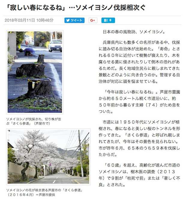 ソメイ伐採