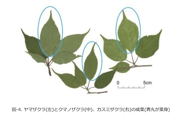 葉の特徴
