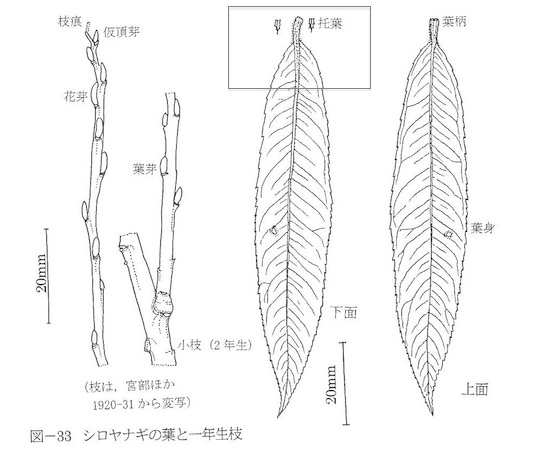 シロヤナギ