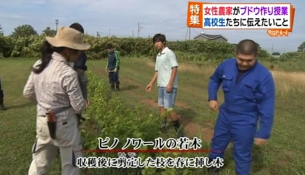 苗木