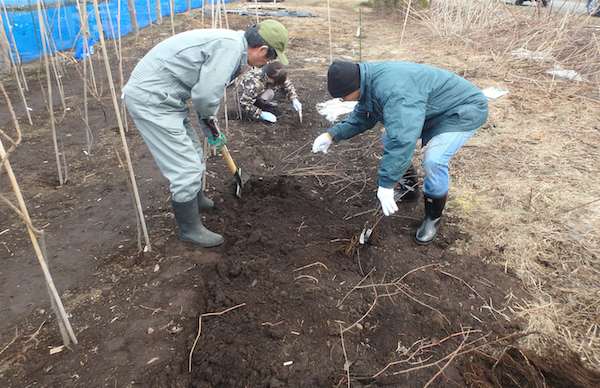 苗の掘り起こし