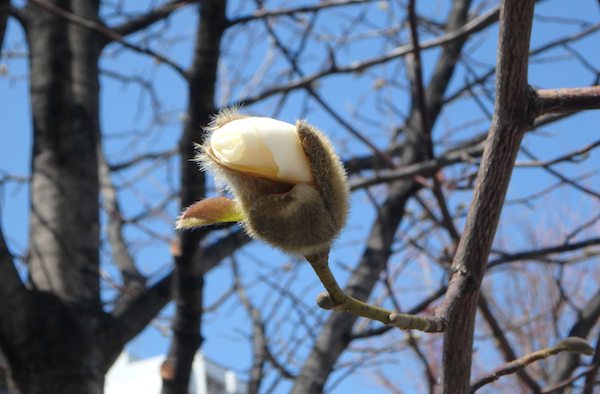 コブシの花