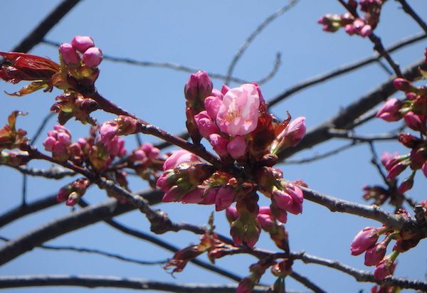 サクラの開花