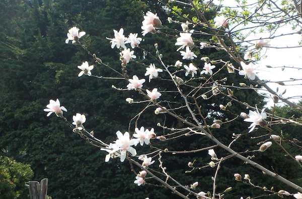シデコブシの花