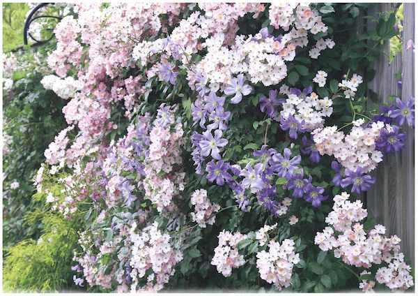 ガーデニングの花