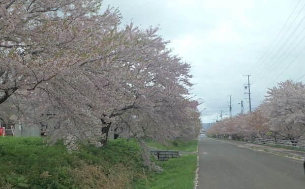 桜並木