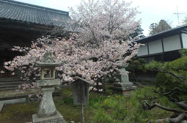 蝦夷霞桜