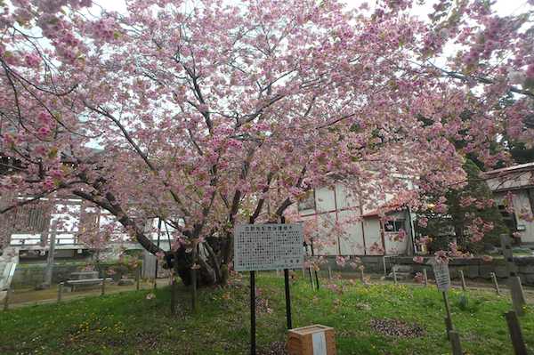 血脈桜