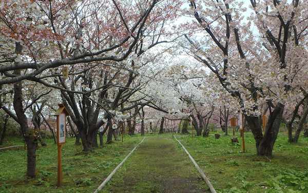 桜見本園