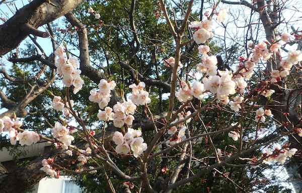 梅の花