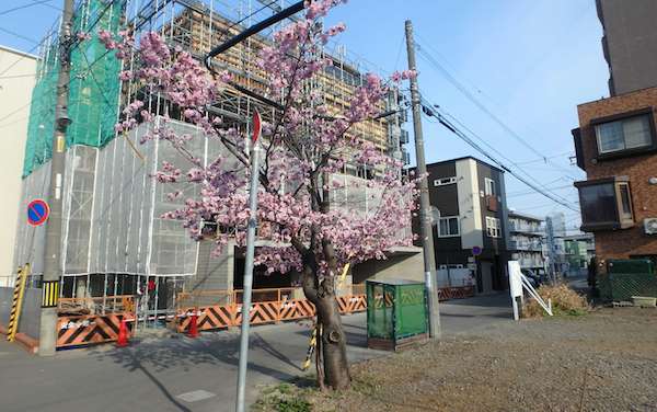 桜の木