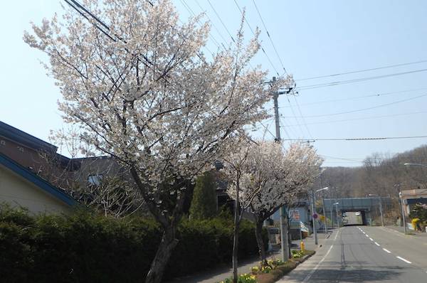 富丘の桜