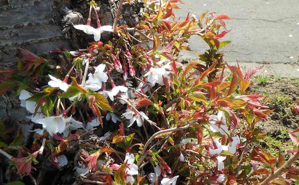 株元の花
