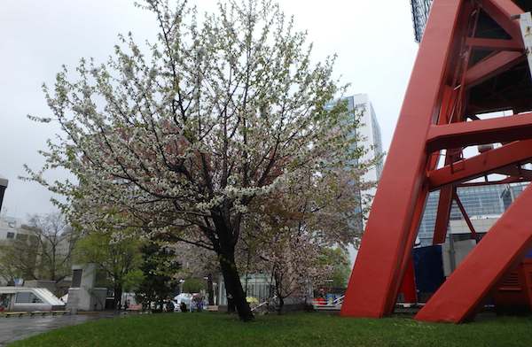 テレビ塔の桜