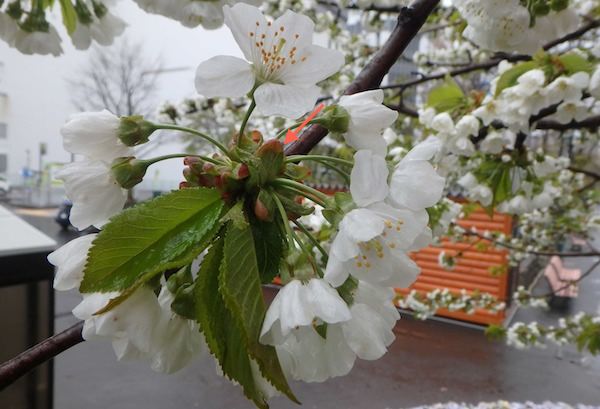 花の咲き方