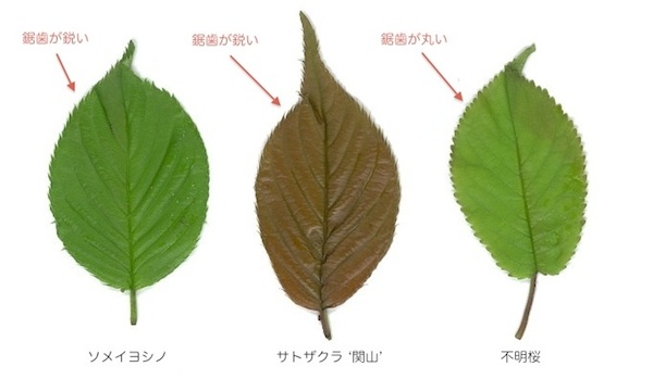 葉の比較