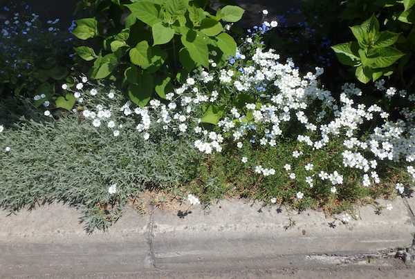 歩道植えます