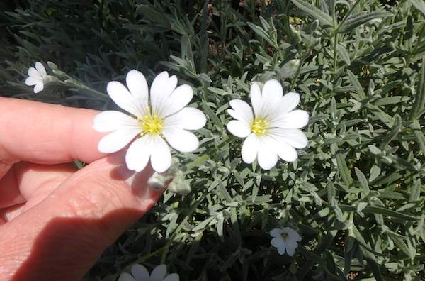 花の比較