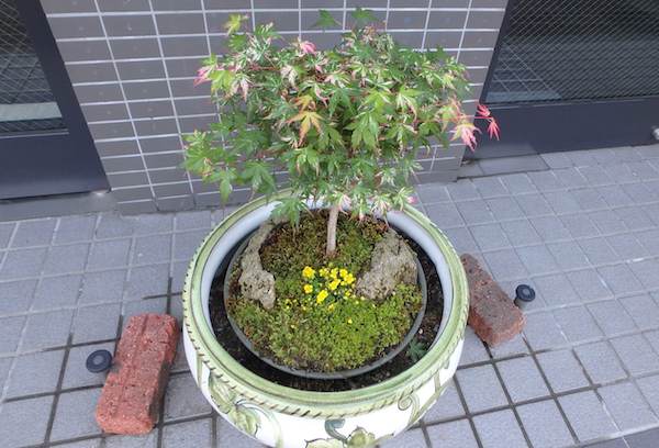 鉢物