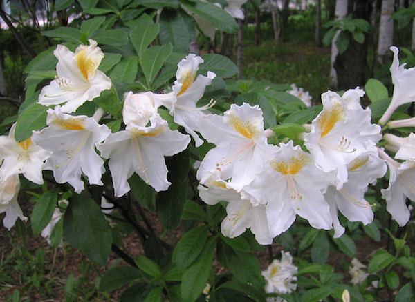 豊平公園