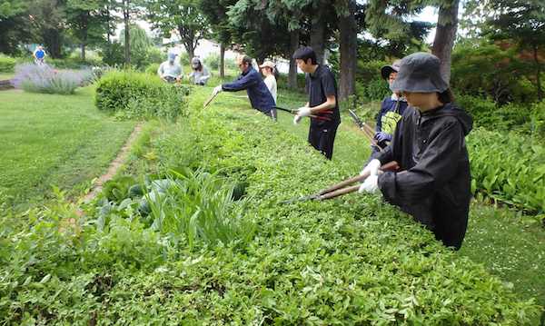 生垣刈り