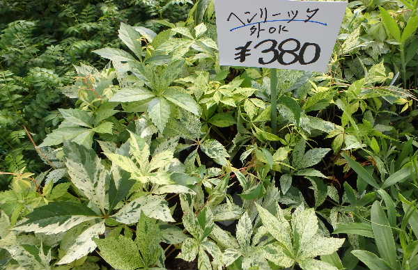 ニセヘンリーヅタ