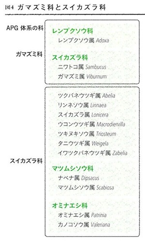 レンプクソウ科