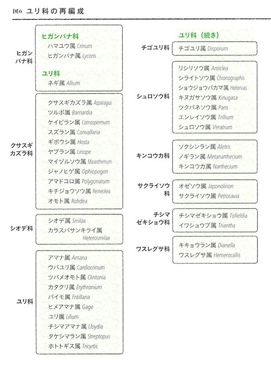 ユリ科