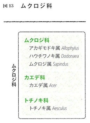 ムクロジ科
