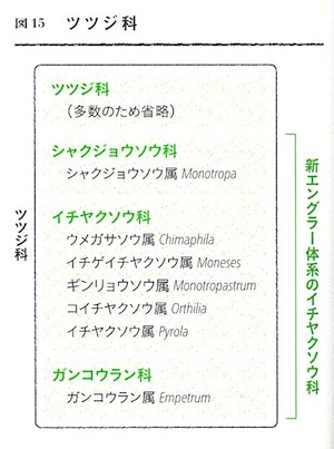 ツツジ科