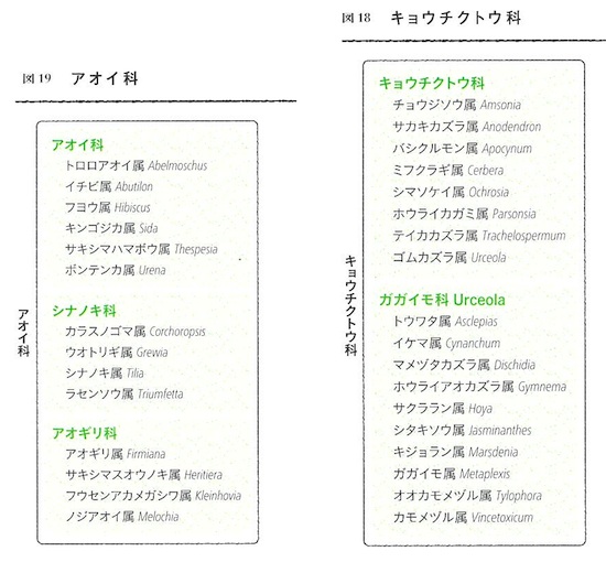キョウチクトウ科