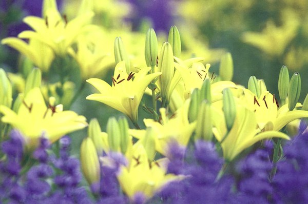 ガーデニングの花