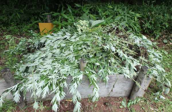草の山