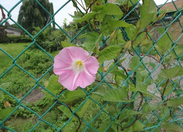 ピンク花