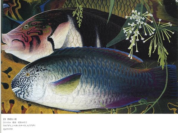 熱帯魚3種