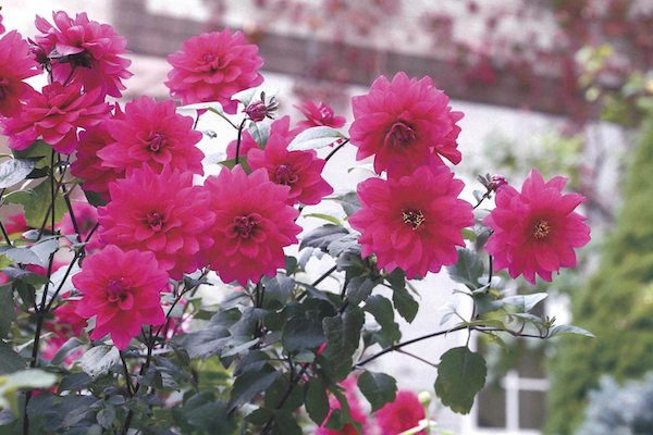 ガーデニングの花