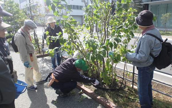 ひこばえ処理